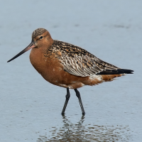 Bar-tailed Godwit
